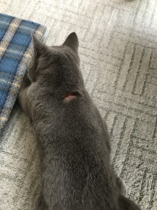 E6041AF1-A9B8-46CB-8D3E-03C0140AC2CE