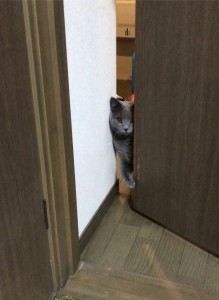 276A8614-1542-4BC8-B535-209CBD64A119