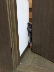 E32DC5D1-633E-4F0C-8A79-3899876F9A21