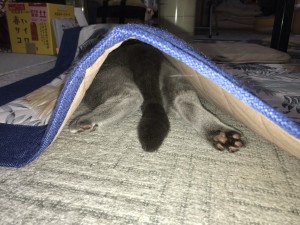 2E001255-49E6-42B1-9104-FE199DF35A89