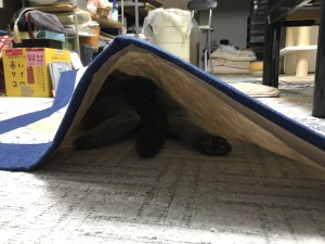 91E52DDD-C9A2-4B2E-8911-FC7D557F1839