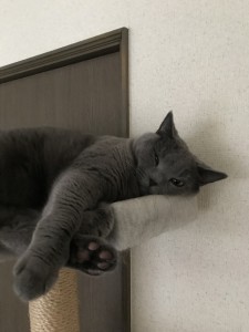 5A5AD8EF-9C89-4FB9-B22E-3AE5439EF965