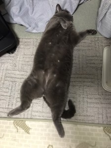 8DAAA443-D17A-490E-A6CA-2452EE494577